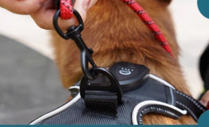 Dog GPS LED Light Positioner Chest Strap